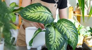 Os melhores lugares da casa para colocar "comigo-ninguém-pode", planta que ajuda purificar o ar e proteger o ambiente