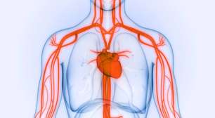 Por dentro da maior artéria do corpo humano: a importância da aorta na circulação sanguínea
