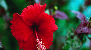 6 benefícios do hibisco para melhorar a autoestima