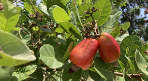 Caju gera dúvida: afinal, é fruta ou castanha?