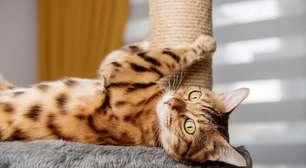7 dicas para gastar a energia do gato em casa