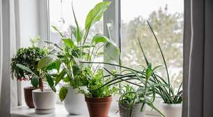 Pouca gente sabe, mas ter essa planta em casa é o segredo para purificar o ar e respirar melhor