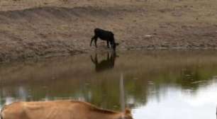 El Niño pode provocar seca severa e calor extremo no Nordeste no 2º semestre de 2026