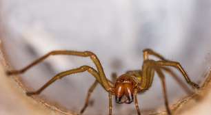 Como se proteger da aranha-marrom sem gastar dinheiro e usando itens que você tem em casa