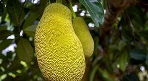Jaca: 7 benefícios da fruta para a saúde e formas criativas de consumo