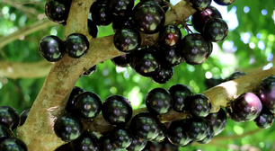 Jabuticaba entra em lista de frutas mais luxuosas do mundo, que tem melão que custa R$ 30 mil