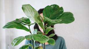 Nem tudo combina: estas são as plantas que, segundo um especialista, você nunca deve ter dentro de casa