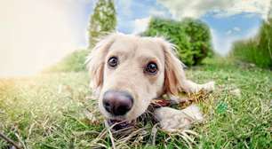 Por que cães comem grama? Ciência explica instinto, dieta, tédio e quando o comportamento é normal ou preocupante