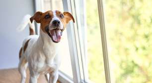 Sexto sentido canino ou pura coincidência? Ciência explica a habilidade dos pets de detectar mudanças invisíveis no ambiente