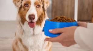 Cachorro sem fome: 6 dicas para melhorar o apetite do animal