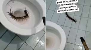 Turista encontra lacraia gigante dentro de vaso sanitário em hotel na Colômbia
