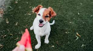 Cachorro pode comer fruta? Veja o que é seguro e o que evitar