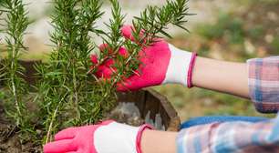 Energias turbinadas: 5 espécies verdes para cultivar em casa