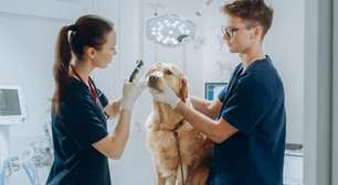 Veja como manter a saúde dos olhos do seu animal de estimação