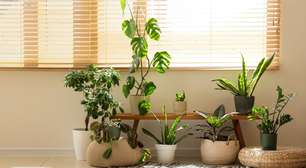 Energia pesada? Veja as plantas que você não deve ter dentro de casa