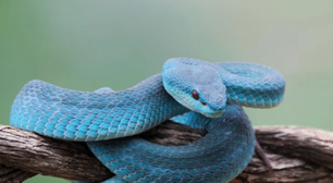 "Pior que uma cascavel": tem olhos vermelhos, é azul e pesa apenas 60 gramas: víbora-das-ilhas-de-lábios-brancos
