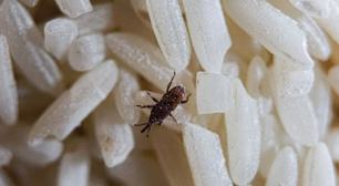 O que são esses bichinhos que dão no arroz e como se livrar deles muito fácil