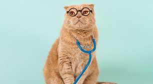 Grey's Anatomy: 10 nomes para gatos inspirados na série