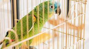 Por que papagaios falam? Entenda a siringe, a inteligência das aves e como elas aprendem a imitar humanos