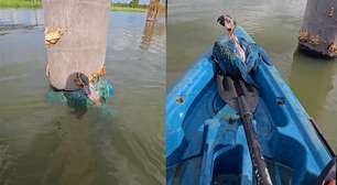 Pescador grava regaste de filhote de arara-canindé ilhado em área alagada de Rondônia