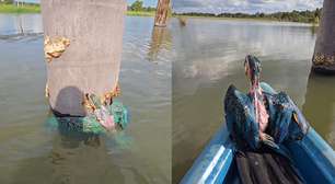 Pescador resgata filhote de arara-canindé ilhado em tronco em área alagada de Rondônia; veja
