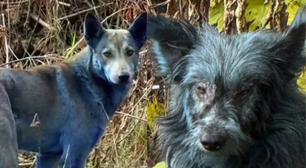 Mutação, Tinta ou IA? O mistério dos cães de pelo azul encontrados em Chernobyl intriga a ciência e ONGs de resgate