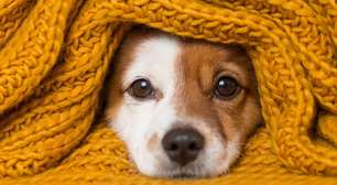 Como saber se o seu pet está com frio: 5 sinais que você não pode ignorar