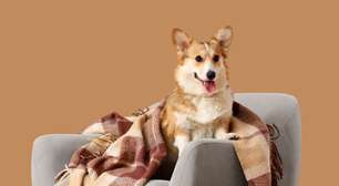 Frio chegando: 5 cuidados para evitar ansiedade e estresse em cães