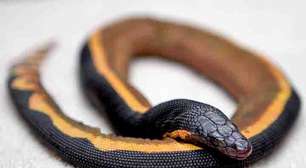Cobra-marinha tem veneno poderoso capaz de matar até 100 pessoas e habilidade rara de sobreviver em mar aberto
