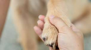 Morte de um animal de estimação é difícil para as pessoas, mas e para os outros pets?