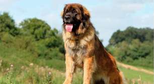 Leonberger: conheça as características do cachorro dessa raça