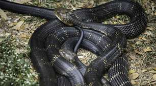 Entenda o que é a cobra-do-mar-pelágio e o poder de seu veneno