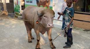 'Donald Trump' é atração em Bangladesh; búfalo albino tem quase 700 kg