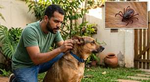 Carrapato em pets: por que esse parasita pode ser mais perigoso do que parece