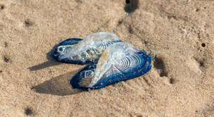 Velella velella: as curiosas criaturas marinhas que dominaram a Califórnia