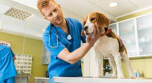 Saúde Única: como a ligação entre humanos, animais e meio ambiente pode prevenir a próxima pandemia global