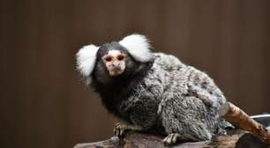 Sagui: 7 curiosidades sobre esse pequeno macaco