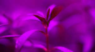 Por que fazendas urbanas usam luz rosa e roxa? A ciência dos LEDs que está revolucionando o cultivo de alimentos