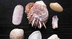 Conchas ajudam no equilíbrio dos ecossistemas marinhos