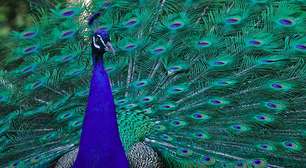Entre os animais mais exuberantes do mundo, o pavão simboliza vaidade