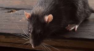 Veja estratégias eficazes para prevenir e combater infestações de ratos