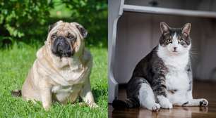 Cães e gatos obesos não são fofos! Entenda como o problema é sério
