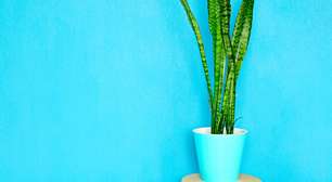 Como plantar e cultivar a Espada-de-São-Jorge sem erros