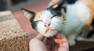 A ciência explica: gatos respondem melhor quando falamos com 'voz de bebê'