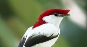 Conheça o soldadinho-do-araripe, ave rara que existe apenas no Nordeste brasileiro