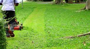 Quando a grama fala: como voláteis vegetais transformam o corte em sinal de alerta químico