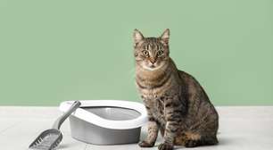 5 motivos para investir na areia de mandioca para gatos