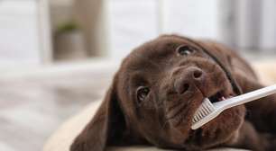 Seu cachorro precisa escovar os dentes? Veja os cuidados com a saúde do pet