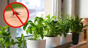 Joan Calderón, jardineiro: "Muita gente vai dizer que é melhor usar sprays ou velas para repelir mosquitos, mas eu uso estas três plantas."