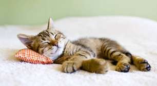 Crescer cuidando de um animal: o impacto dos pets no desenvolvimento emocional e social infantil